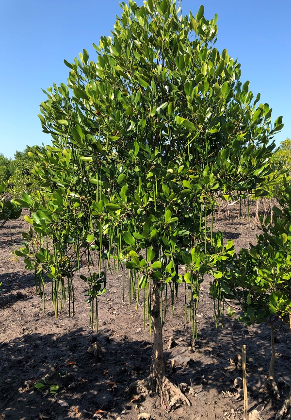 Projet de parc climatique Thor Heyerdahl au Myanmar
