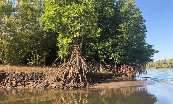 Compensation des émissions de CO<sub>2</sub>