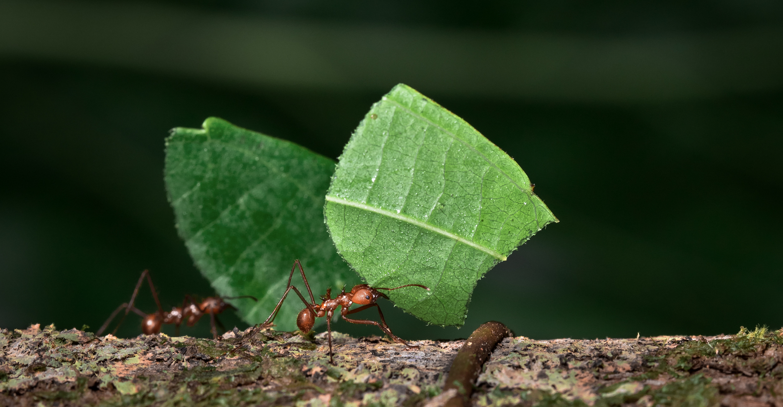 Transport écologique