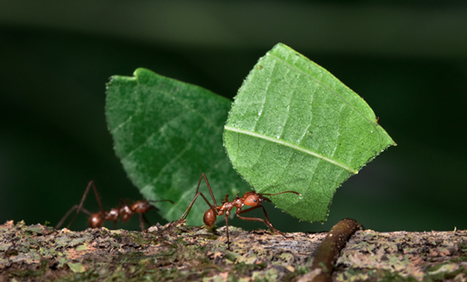 Transport écologique